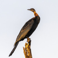 African Darter